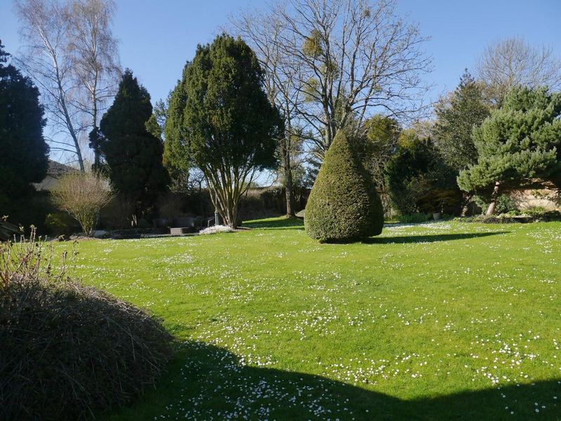 Les grands arbres du jardin