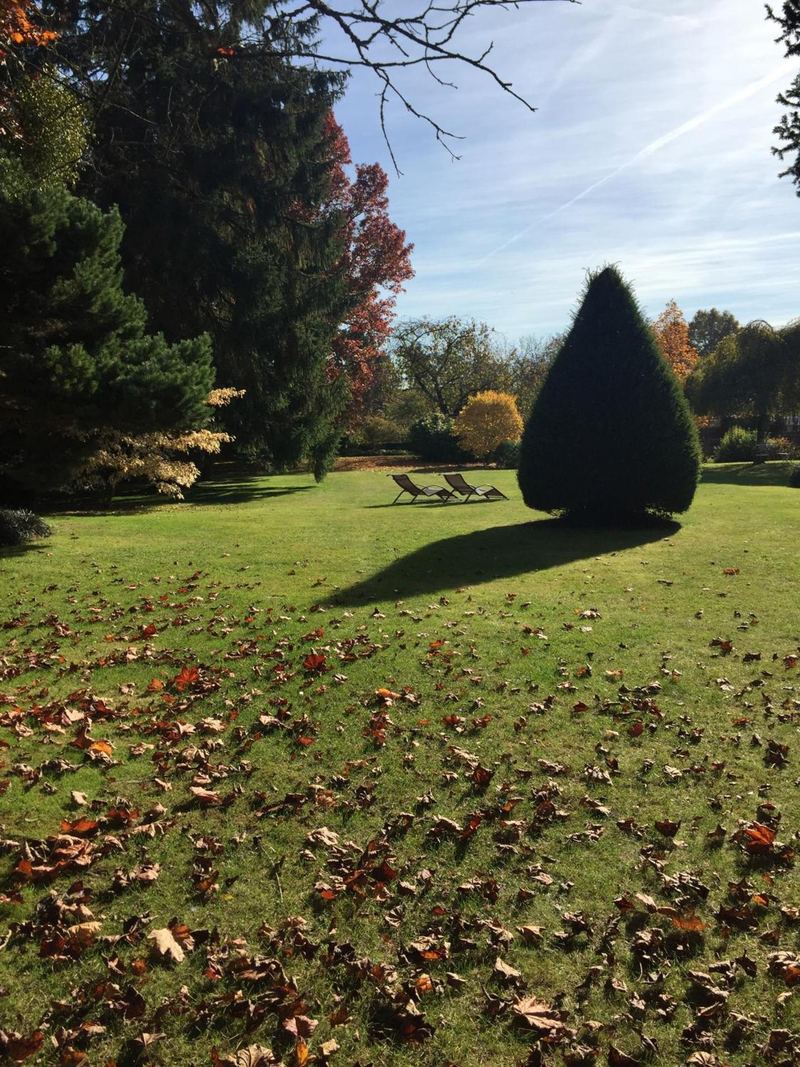 Les topiaires du jardin